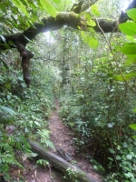 Danach gings ab zum Trekken durch den Regenwald